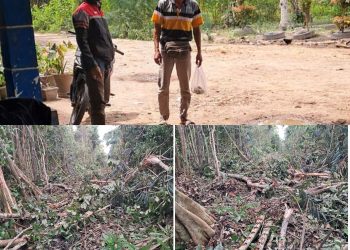 Mapia tanah buka hutan kawasan Tampa izin Kadin kehutanan provinsi sumatera selatan harus bertindak tegas