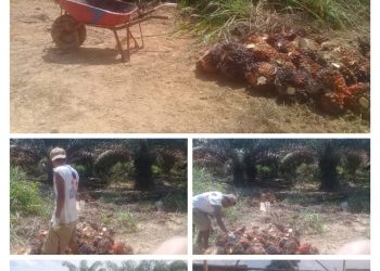 Di duga Ketua DPRD Muba membackup PT SPR atau PT ATM GROUP yang tidak punya HGU dan membuka lahan hutan lindung