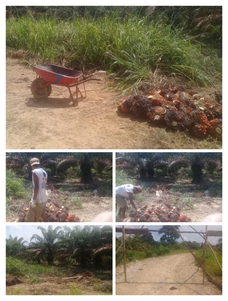 Di duga Ketua DPRD Muba membackup PT SPR atau PT ATM GROUP yang tidak punya HGU dan membuka lahan hutan lindung